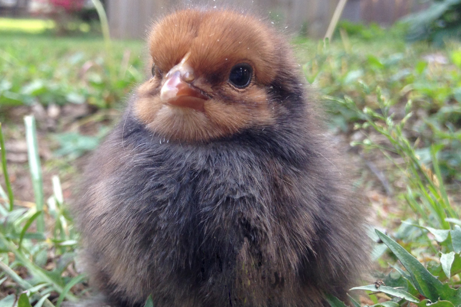 in-depth-guide-to-chick-feed-for-baby-chickens-what-to-feed-baby